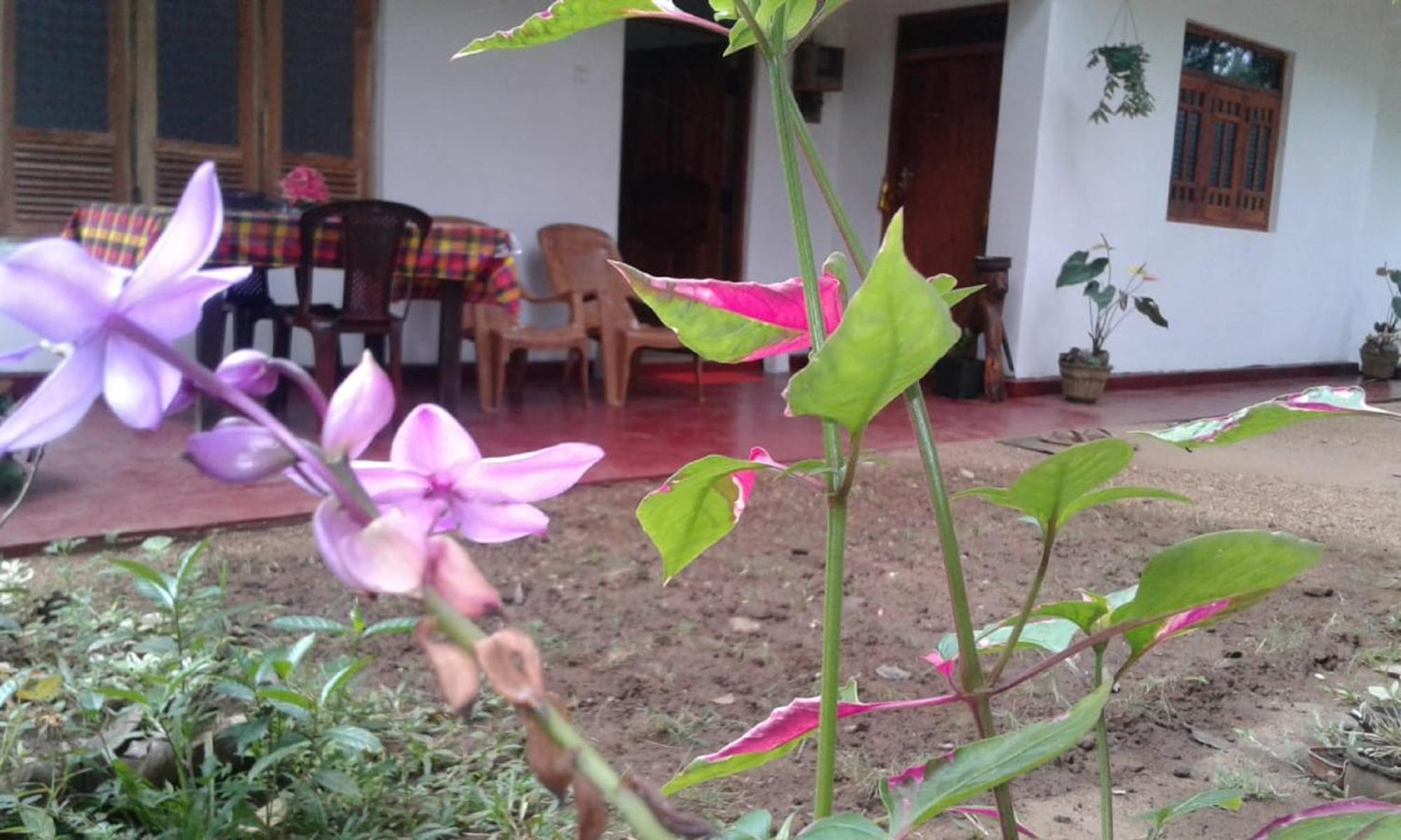 Winstar Homestay Сигирия Экстерьер фото