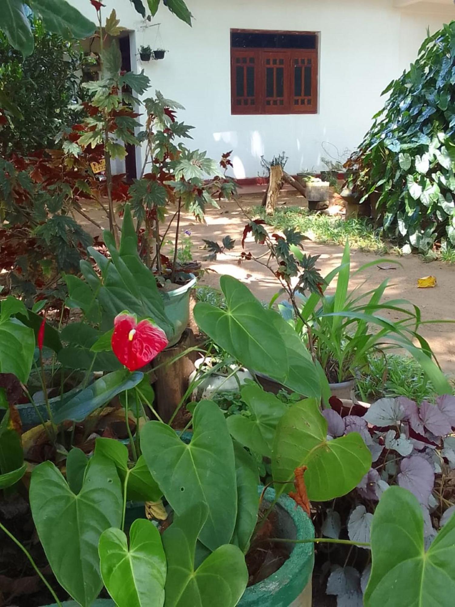 Winstar Homestay Сигирия Экстерьер фото